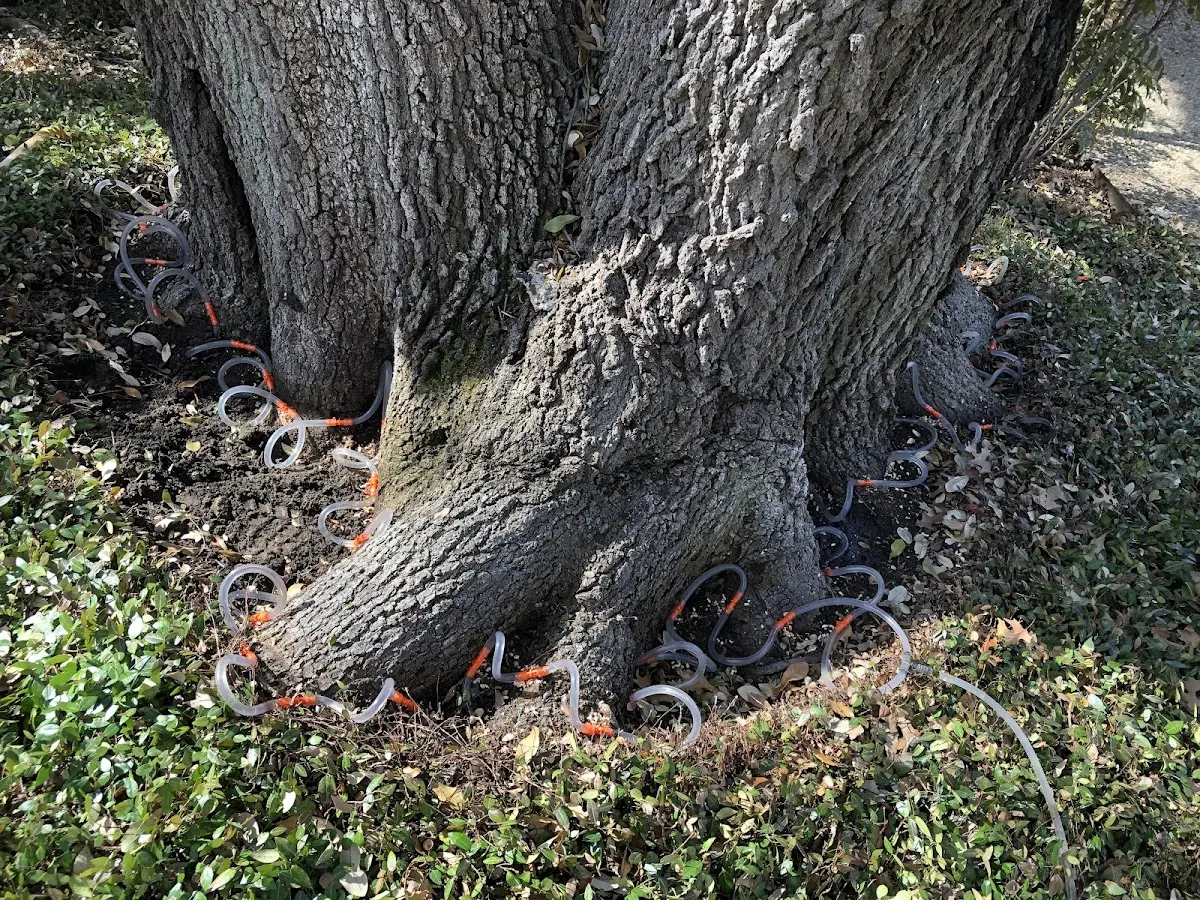 Detailed Tree Cabling and Bracing job site in New Hyde Park