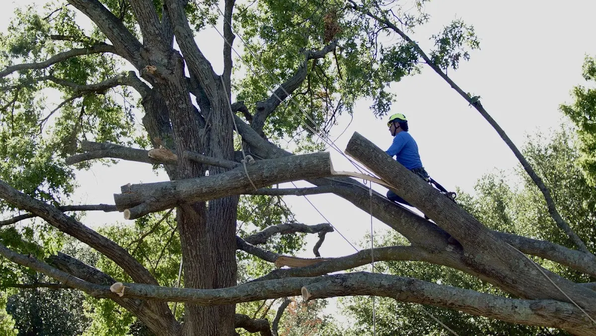 Professional Hazardous Tree Removal performed by certified arborists in New Hyde Park
