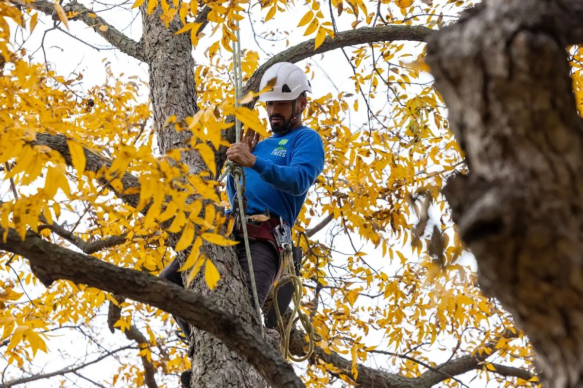 Skilled Tree Planing crew working in New Hyde Park