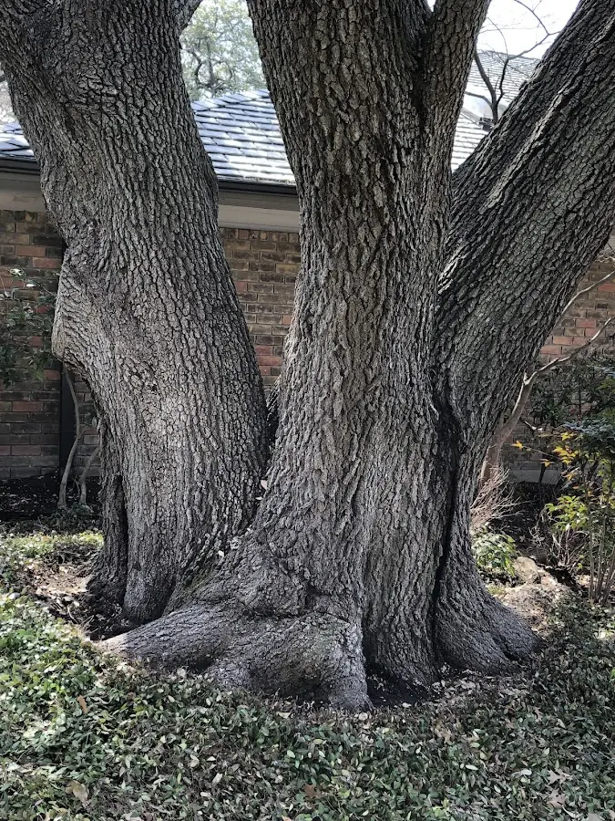 Mature heritage tree close to a New Hyde Park property cared for by certified arborists